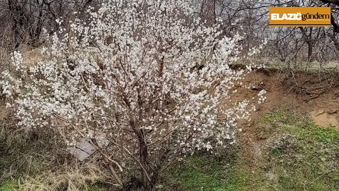 Zamansız çiçek açan badem ağaçları