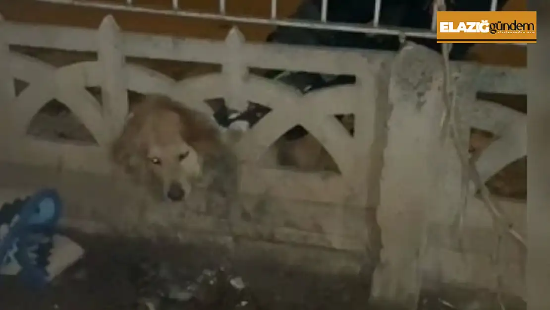 Elazığ'da başı duvara sıkışan köpeği itfaiye kurtardı