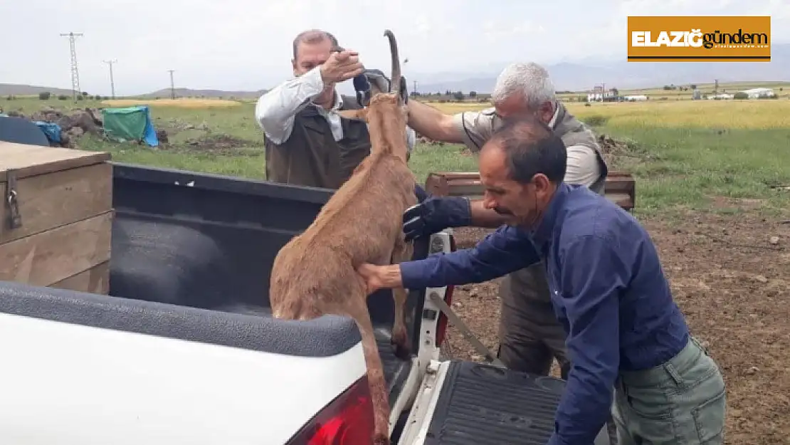 Elazığ'da bitkin halde bulunan dağ keçisi koruma altına alındı