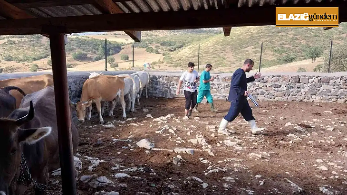 Elazığ'da büyükbaş hayvanlara aşılama çalışması