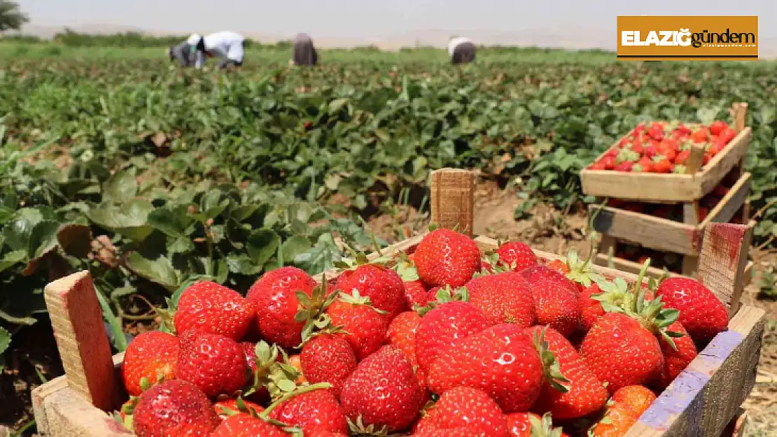 Elazığ'da çilek hasadı sürüyor