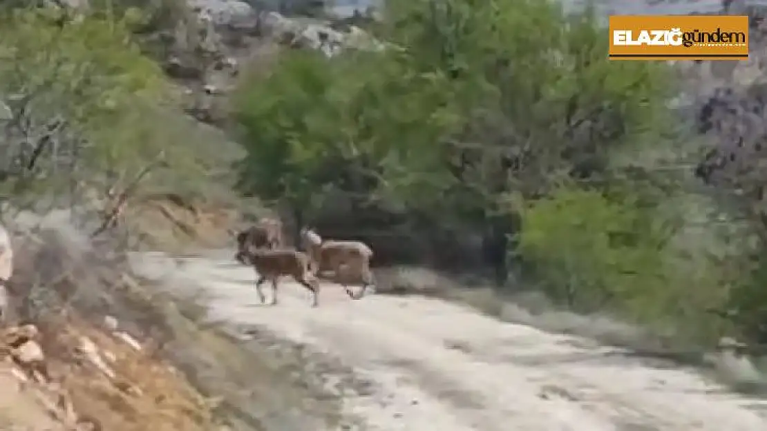 Elazığ'da dağ keçileri görüldü