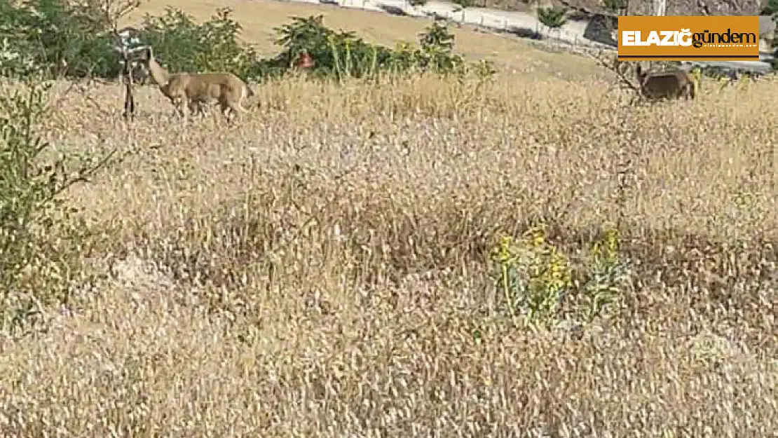 Elazığ'da dağ keçileri görüldü