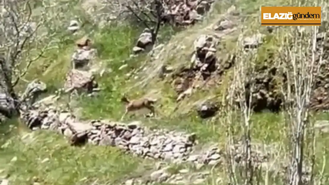 Elazığ'da dağ keçileri görüntülendi