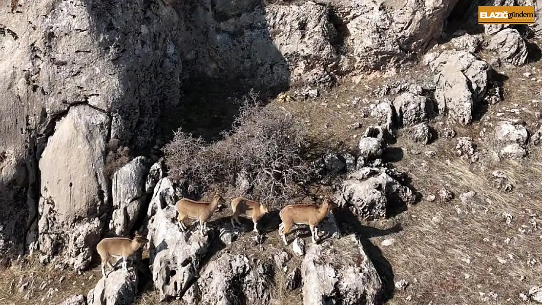 Elazığ'da dağ keçileri havadan görüntülendi