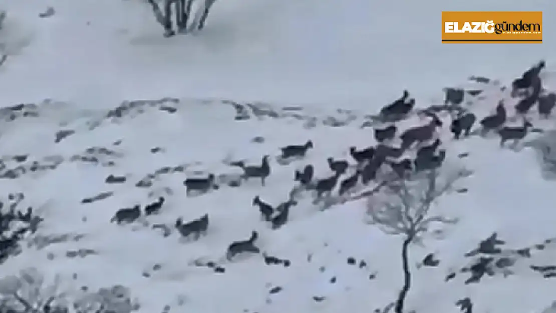 Karakoçan'da dağ keçileri sürü halinde görüntülendi