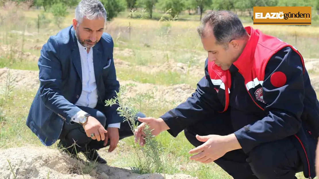 Elazığ'da dikimi yapılan 'Amerikan Tuz Çalısı'  başarılı oldu