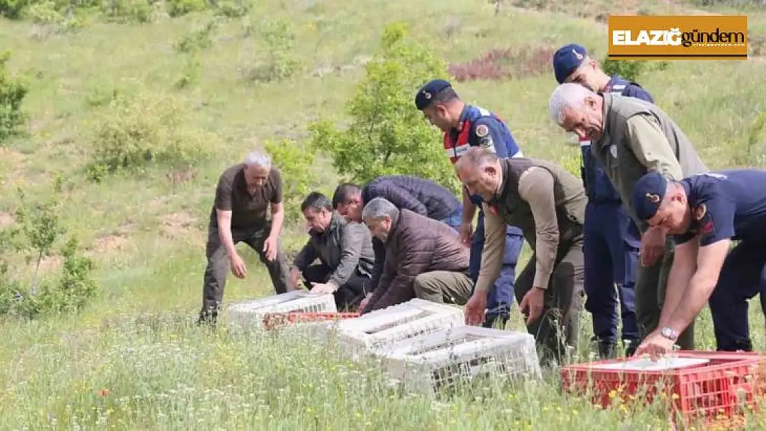 Elazığ'da doğaya keklik salımı yapıldı