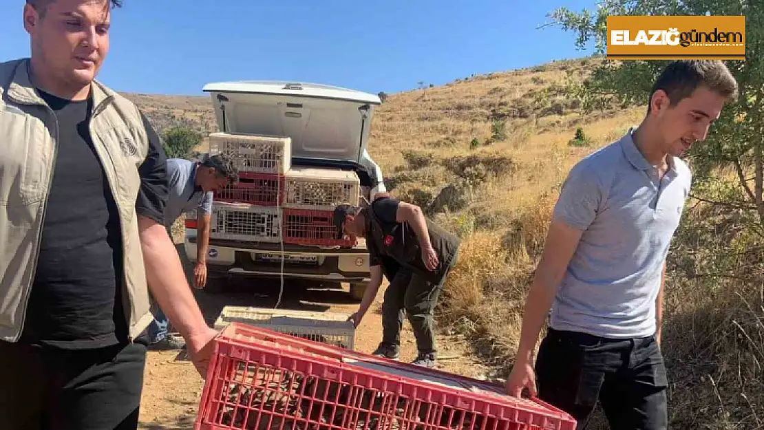 Elazığ'da doğaya keklik salımı gerçekleştirildi, alan 3 yıl boyunca ava kapatıldı