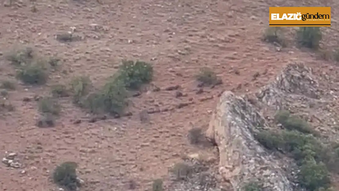 Elazığ'da domuz sürüsü görüntülendi