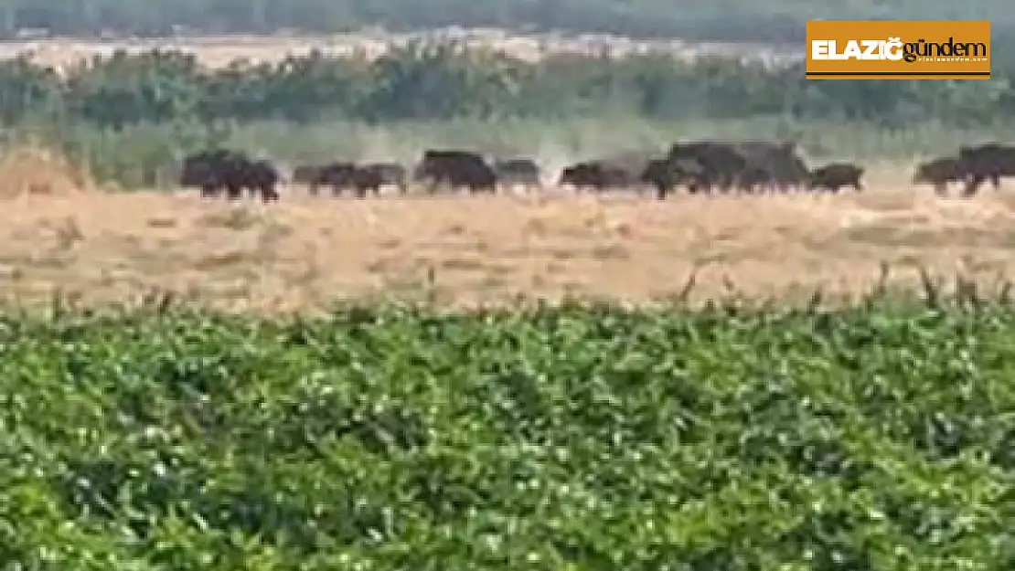 Elazığ'da domuz sürüsü görüntülendi