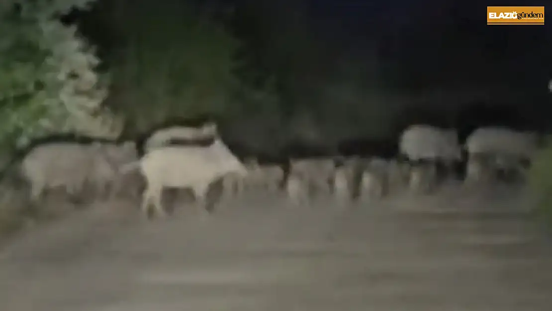 Elazığ'da domuz sürüsü yola indi