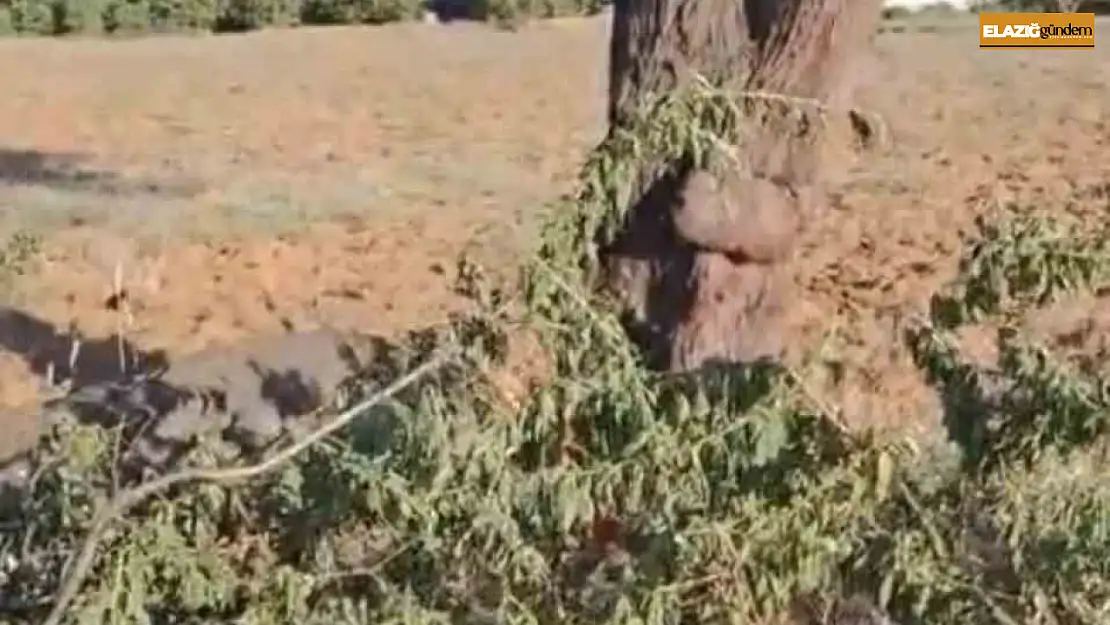 Elazığ'da fırtına ağacı ikiye böldü