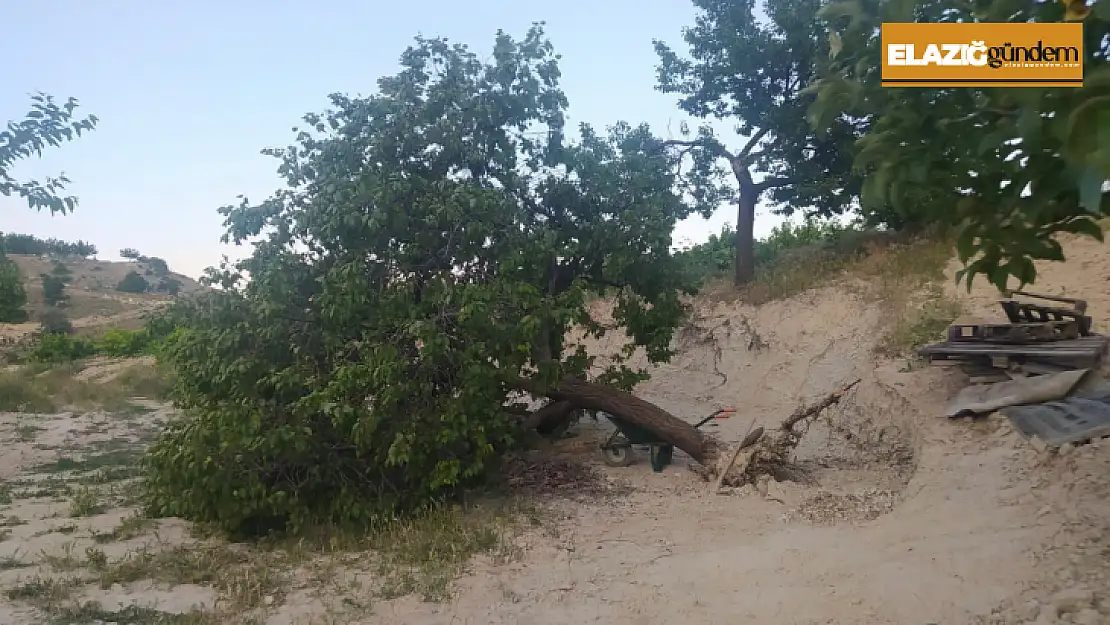 Elazığ'da fırtına ağaçları kökünden söktü