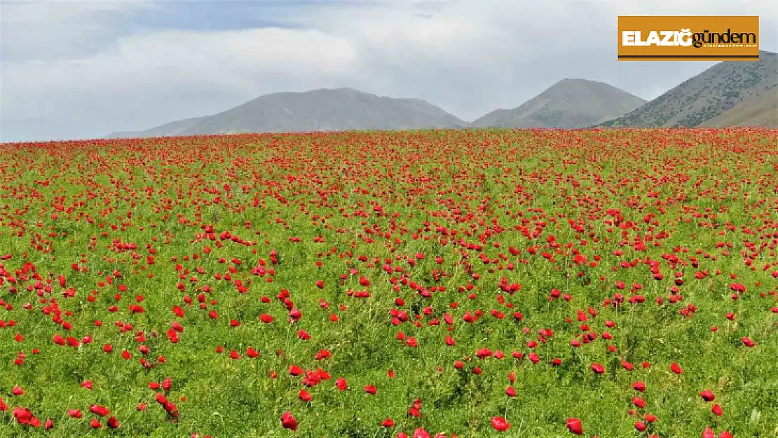 Elazığ'da gelincikler tarlaları kırmızıya boyadı