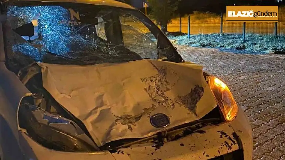 Elazığ'da hafif ticari aracın çarptığı inek telef oldu