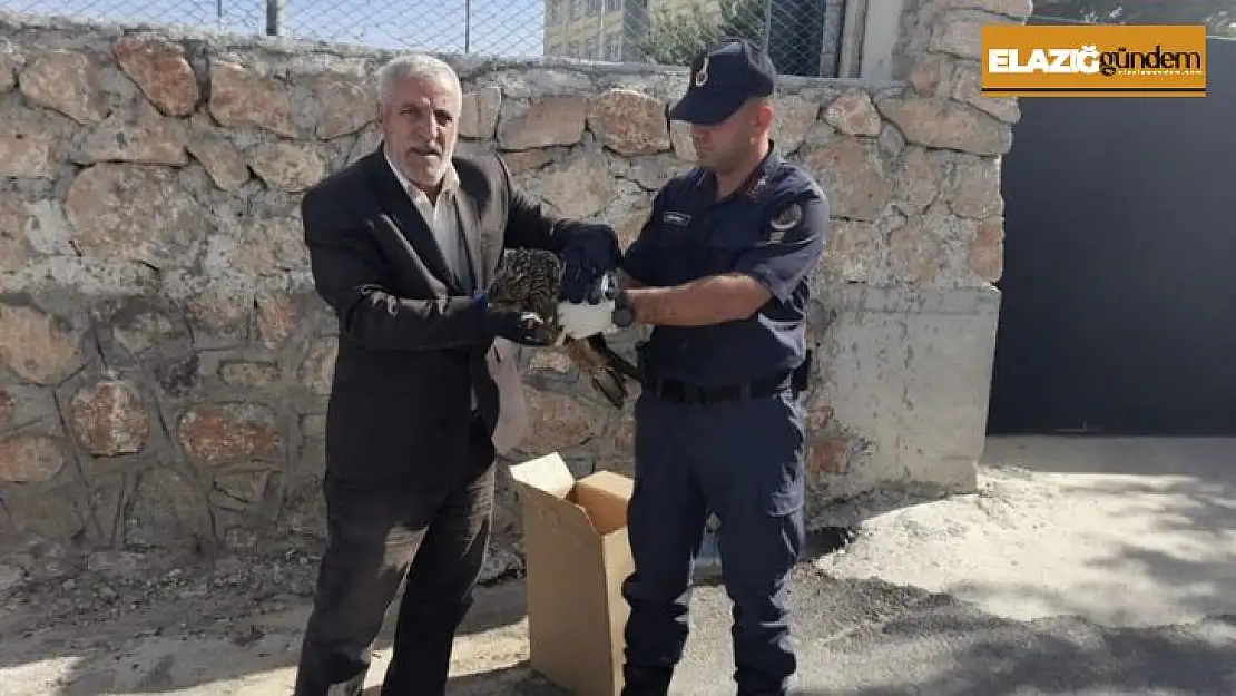 Elazığ'da jandarmanın bulduğu 2 yaralı baykuş koruma altına alındı