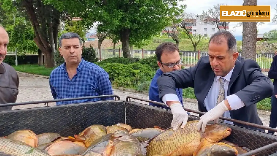 Kaçak avlanan 500 kilogram sazan yakalandı