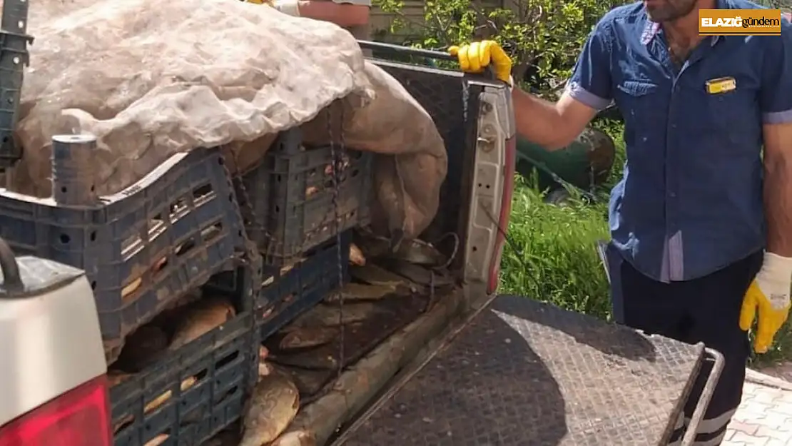 Elazığ'da kaçak avlanan 700 kilogram balık ele geçirildi
