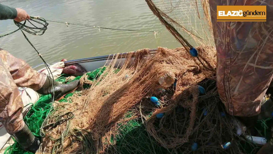 Elazığ'da kaçak avlandığı tespit edilen 100 kilo canlı balık ele geçirildi