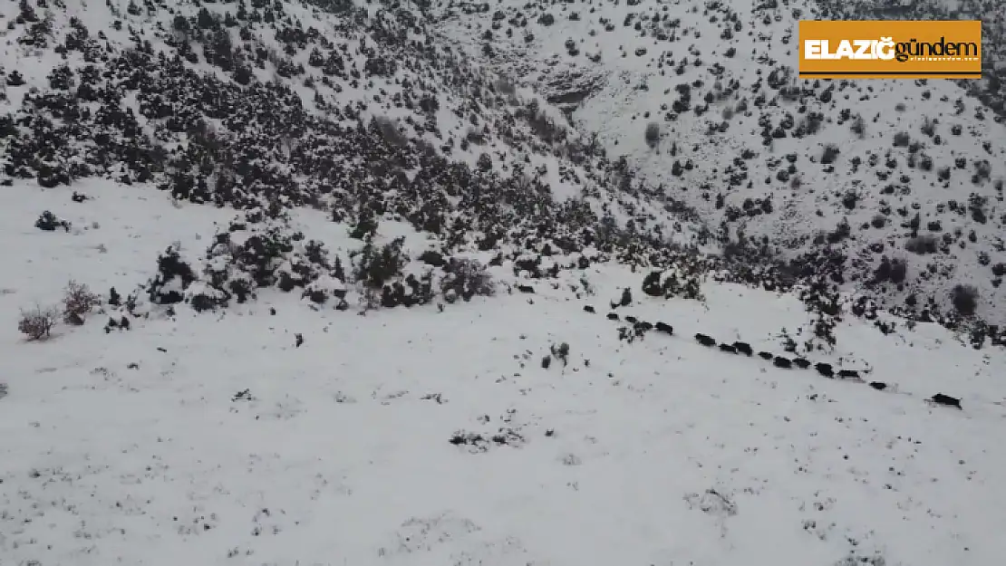 Elazığ'da kar üzerindeki domuz sürüsü dron ile görüntülendi