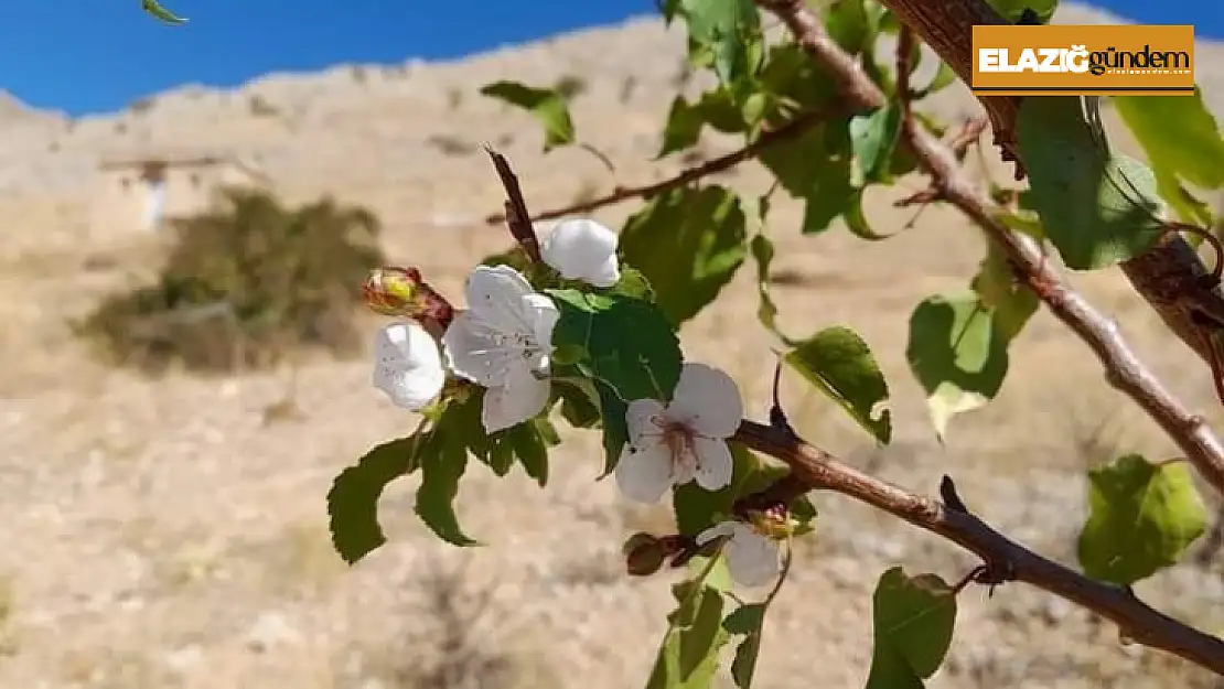 Elazığ'da kayısı ağaçları çiçek açtı