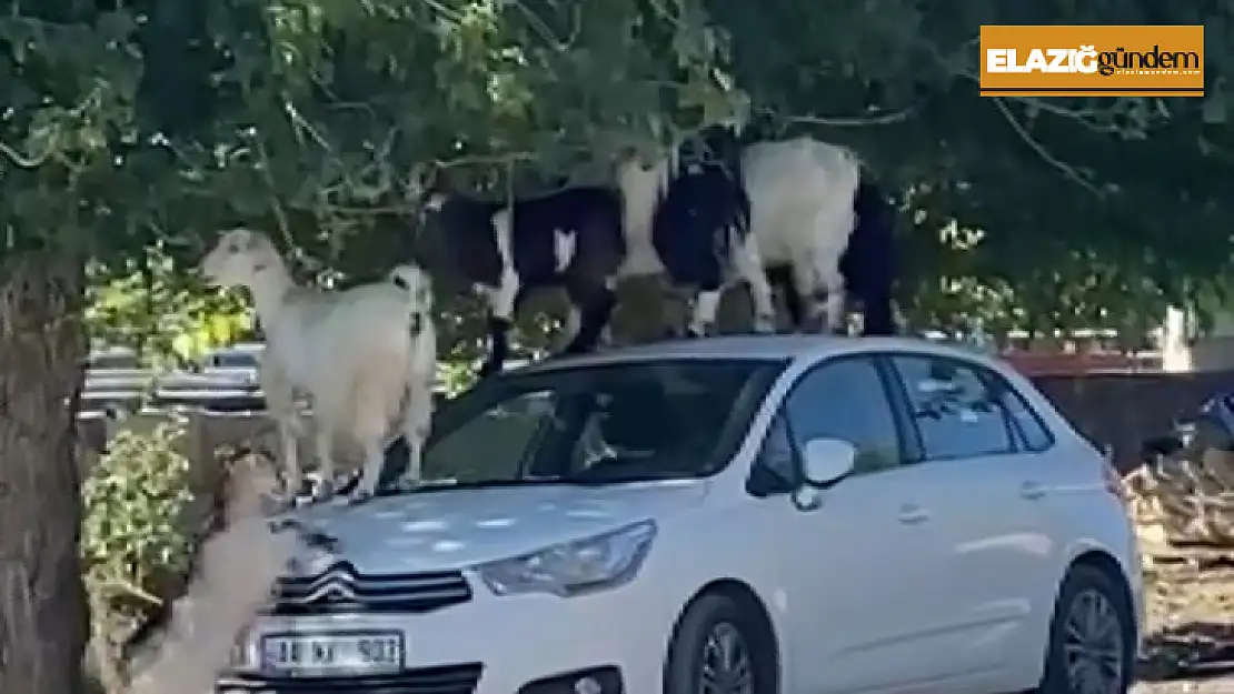 Elazığ'da keçiler otomobilin üzerine çıkarak yaprak yedi