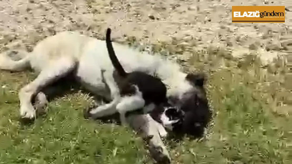 Elazığ'da kedi ile kangalın dostluğu tebessüm ettirdi