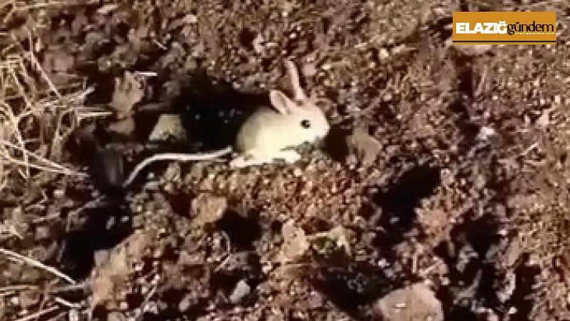 Elazığ'da kırmızı listede yer alan Arap tavşanı görüntülendi