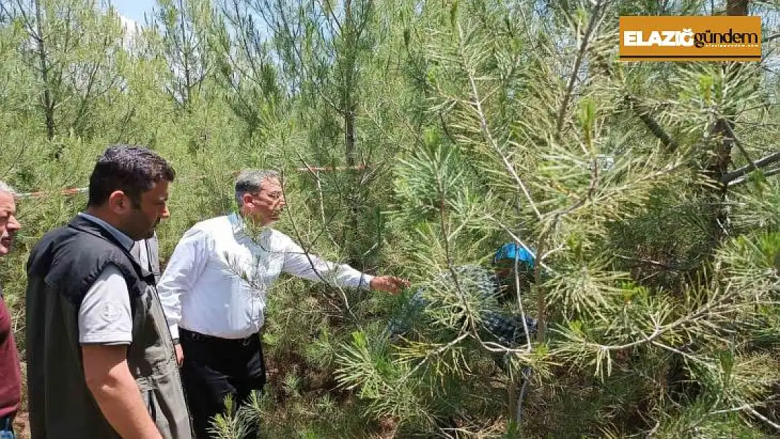 Elazığ'da kızılçam ormanlarında sıklık bakım çalışması yapıldı