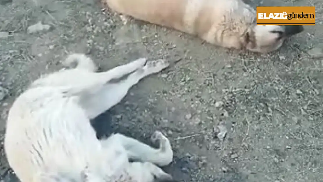 Elazığ'da köpek katliamı: 10 köpek zehirlendi