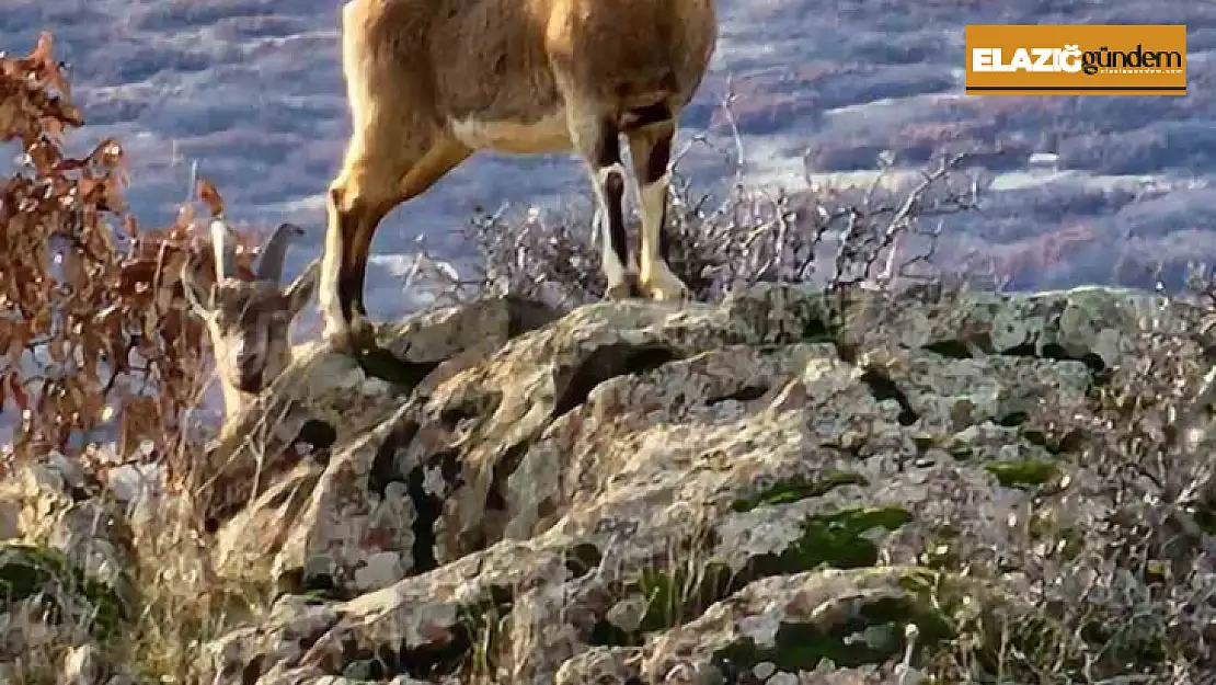 Elazığ'da koruma altında bulunan dağ keçileri görüntülendi