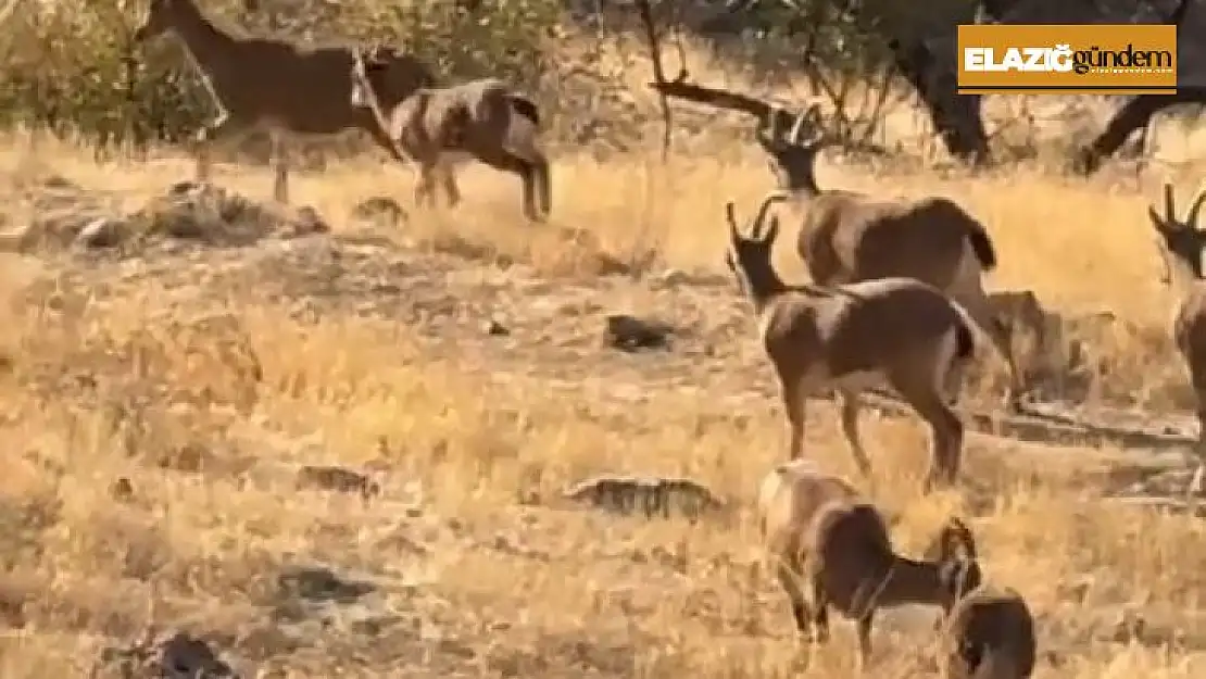 Elazığ'da koruma altında olan dağ keçileri görüldü