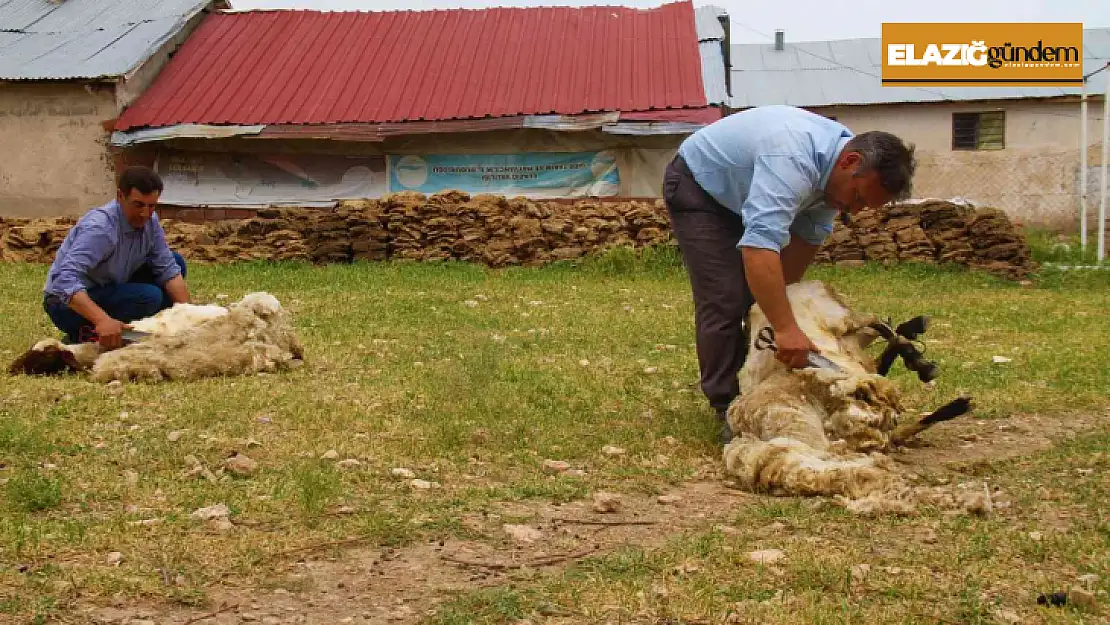 Elazığ'da koyun kırkma mesaisi başladı