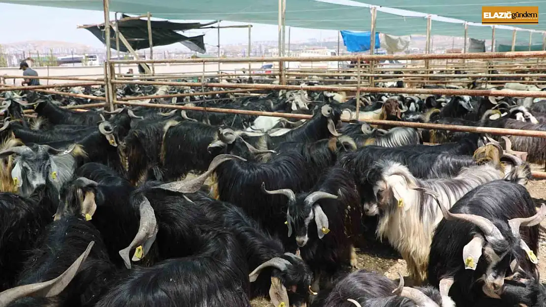 Elazığ'da kurban satış ve kesim alanı belirlendi