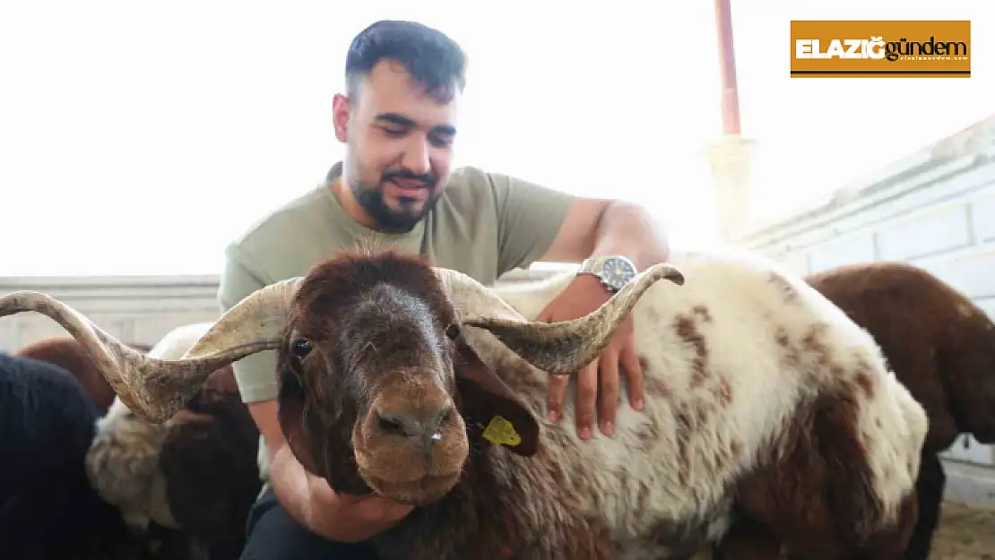 Elazığ'da kurbanlıklar görücüye çıktı