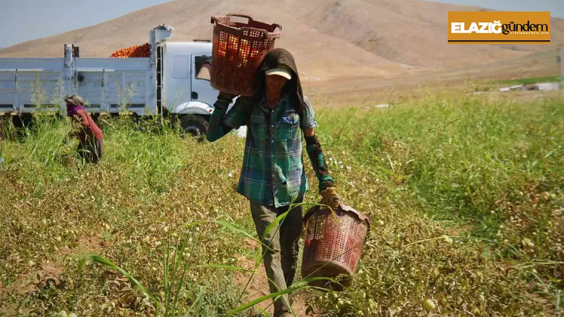 Elazığ'da mevsimlik işçilerin mesaisi devam ediyor