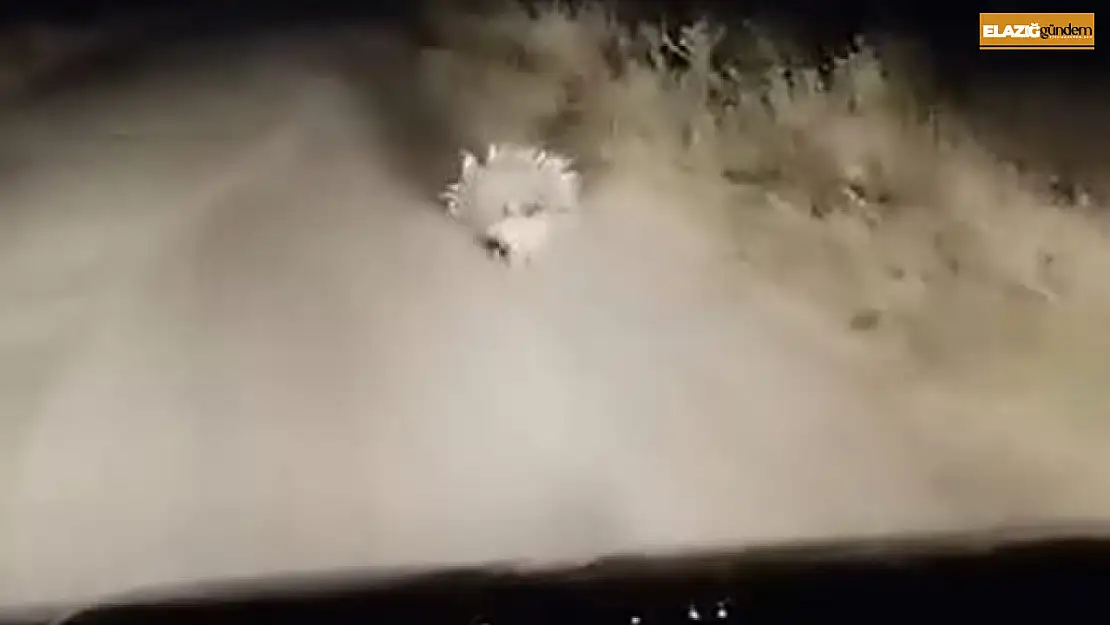 Elazığ'da nesli tükenme tehlikesi altında olan oklu kirpi görüntülendi