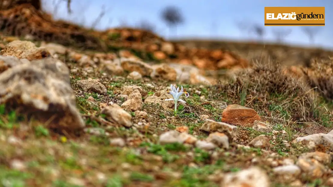 Nevruz çiçekleri açmaya başladı