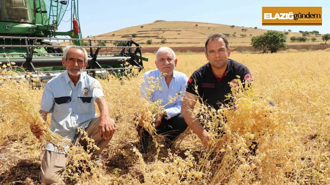 Elazığ'da nohut hasadı