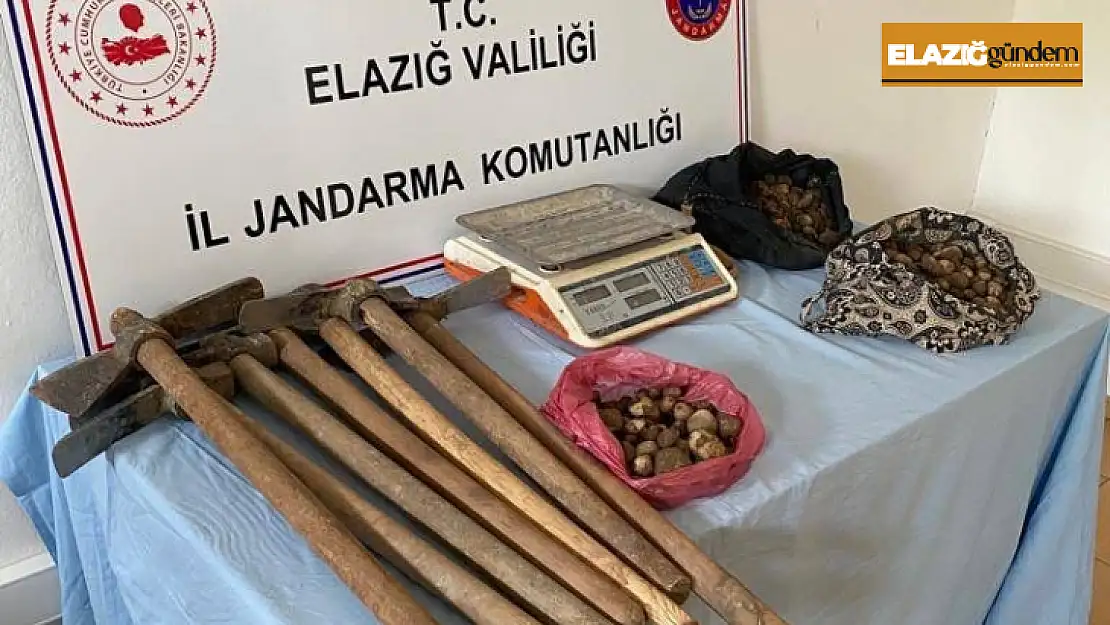 Elazığ'da salep sağanı toplayan 4 kişi yakalandı