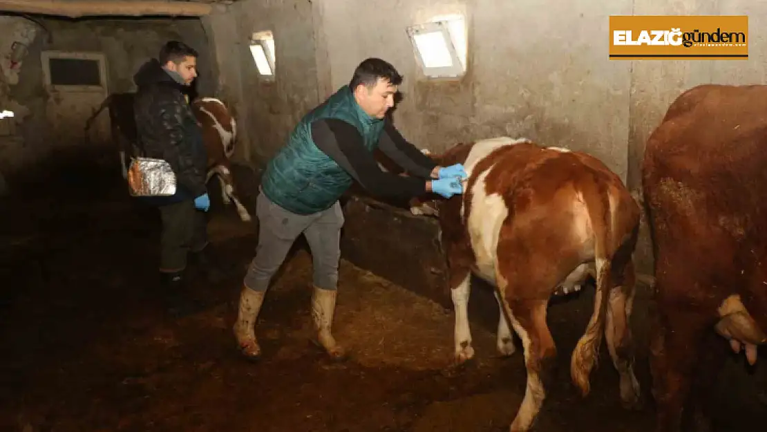 Elazığ'da şap hastalığına karşı aşılama çalışmaları devam ediyor