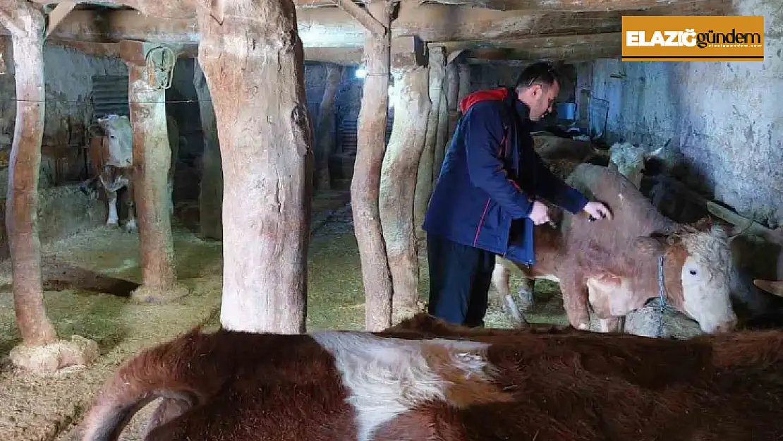 Elazığ'da şap hastalığına karşı 59 bin 800 hayvan aşılandı