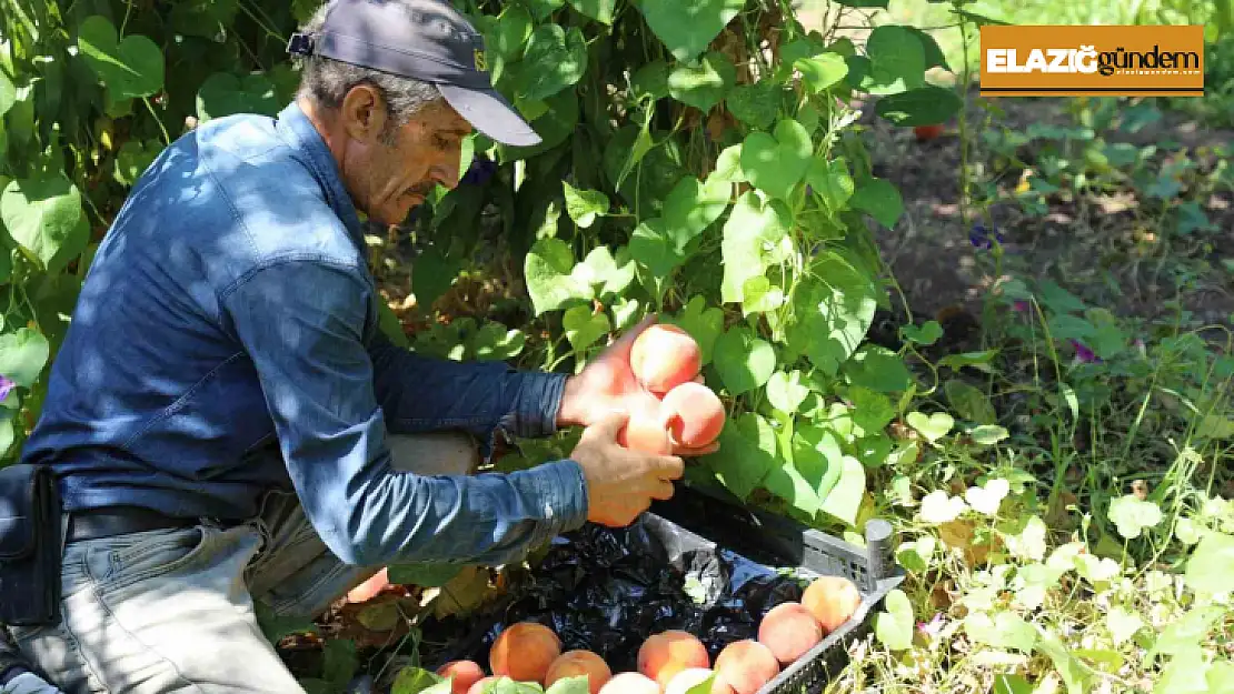 Elazığ'da şeftali hasadı devam ediyor