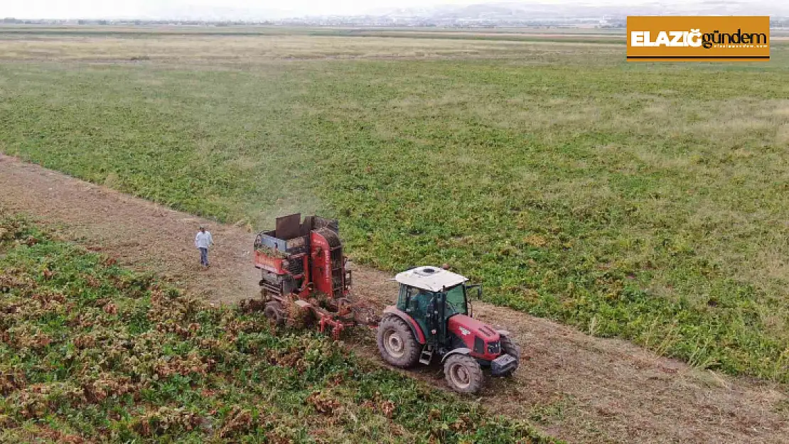 Elazığ'da şeker pancarı mesaisine başlayan çiftçiler fiyattan memnun