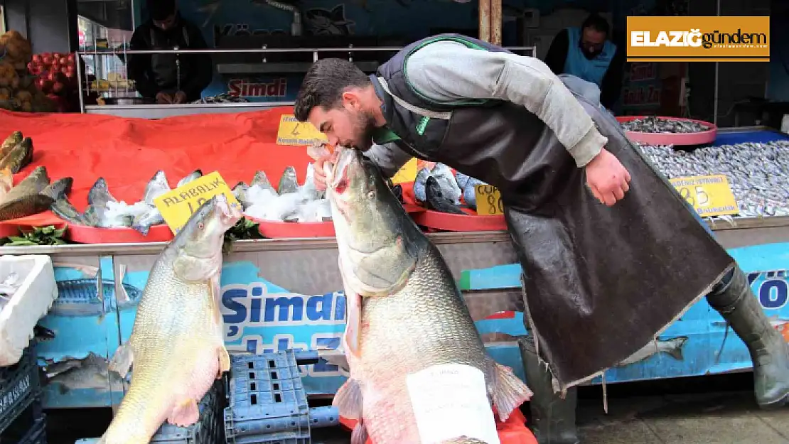 Elazığ'da sezonun son dev turna balığı yakalandı: Tam 103 kilogram