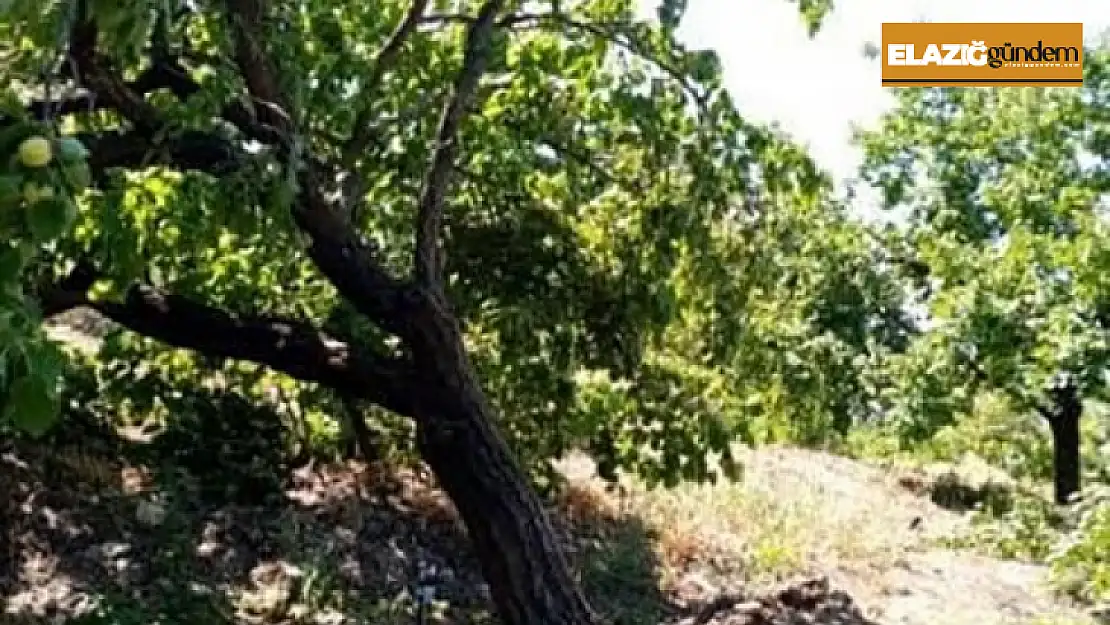 Elazığ'da şiddetli rüzgar kayısı ağaçlarını yerinden söktü, bahçelere zarar verdi