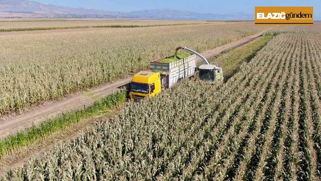 Elazığ'da silajlık mısır hasadı başladı