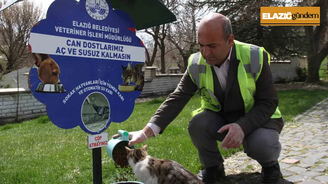 Elazığ'da sokak hayvanları unutulmadı