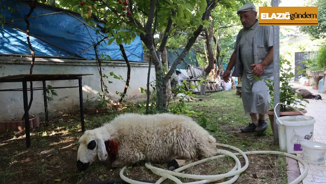 Elazığ'da sokak köpekleri dehşeti: Koyun ve tavukları telef ettiler, 3 koyunu yaraladılar